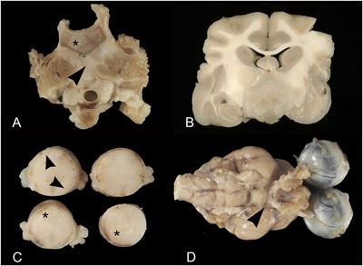 Feline lymphoma of the nervous system. Immunophenotype and anatomical patterns in 24 cases